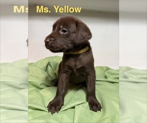 Medium Labrador Retriever