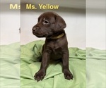 Puppy Ms Yellow Labrador Retriever