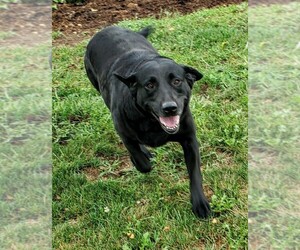 Labrador Retriever Dogs for adoption in CATO, NY, USA