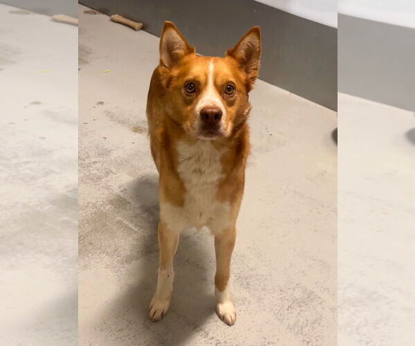 Medium Photo #1 Chihuahua-Unknown Mix Puppy For Sale in Studio City, CA, USA