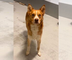 Chihuahua-Unknown Mix Dogs for adoption in Studio City, CA, USA