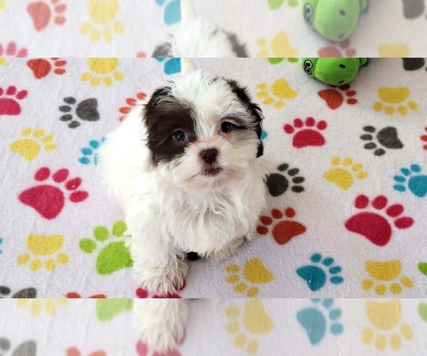 Medium Photo #6 ShihPoo Puppy For Sale in ORO VALLEY, AZ, USA