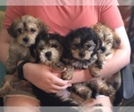 Small Photo #6 Shih Apso Puppy For Sale in SCOTTSDALE, AZ, USA