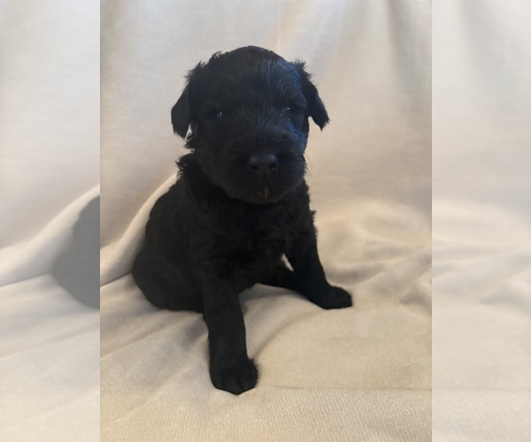 Medium Photo #2 Schnoodle (Giant) Puppy For Sale in MINNEAPOLIS, MN, USA