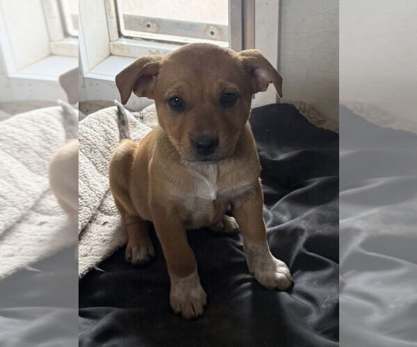 Medium Photo #3 Labrador Retriever-Unknown Mix Puppy For Sale in Bolivar, MO, USA