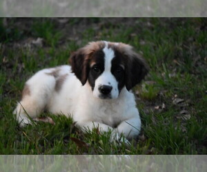Saint Bernard Puppy for Sale in AVALON, Missouri USA