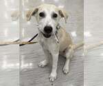 Small #1 Great Pyrenees Mix