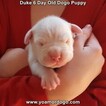 Small Photo #18 Dogo Argentino Puppy For Sale in JANE, MO, USA