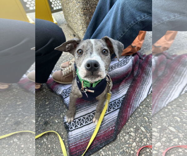 Medium Photo #2 Catahoula Leopard Dog-Unknown Mix Puppy For Sale in Minneapolis, MN, USA