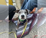 Small #1 Catahoula Leopard Dog Mix