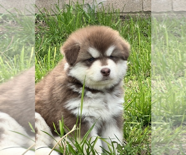 Medium Photo #1 Alaskan Malamute Puppy For Sale in RIVERSIDE, CA, USA