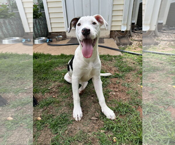 Medium Photo #8 Mutt Puppy For Sale in Greenville, SC, USA