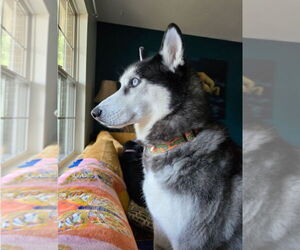 - Mix Dogs for adoption in Thomasville, NC, USA