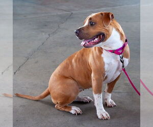 Nilla - Female American Pit Bull Terrier Dog for Adoption - Photo #5
