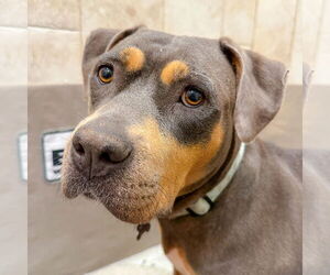 Rottweiler-Staffordshire Bull Terrier Mix Dogs for adoption in Holly Springs, NC, USA