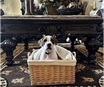 Small Photo #3 Boxer Puppy For Sale in MURRIETA, CA, USA