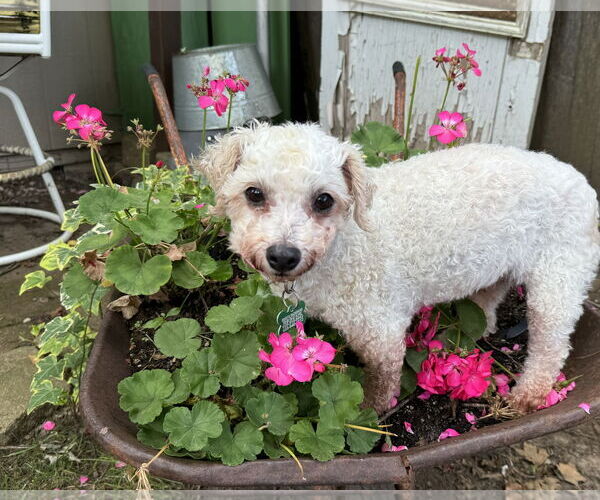 Medium Photo #3 Bichon Frise Puppy For Sale in Sioux Falls, SD, USA