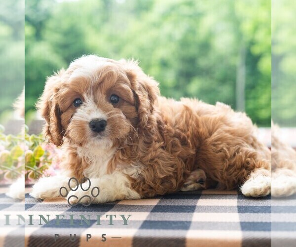 Medium Photo #5 Cavapoo (Miniature) Puppy For Sale in DORNSIFE, PA, USA