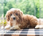 Small #4 Cavapoo (Miniature)