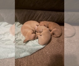 Chihuahua Litter for sale in ARAB, AL, USA