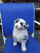 Small Photo #6 Australian Shepherd Puppy For Sale in KERRVILLE, TX, USA