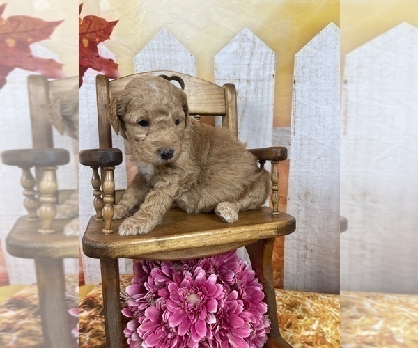 Medium Photo #50 Aussiedoodle Puppy For Sale in COMMERCE, MI, USA