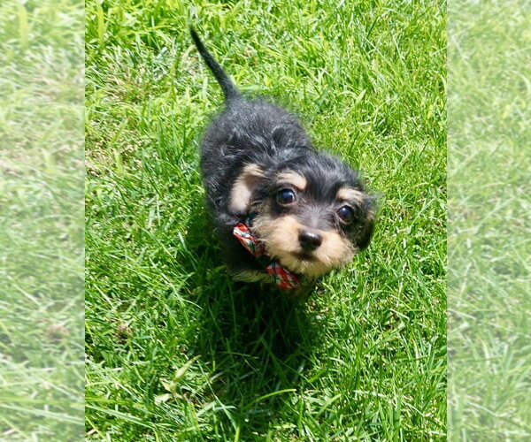 Medium Photo #1 Chi-Poo (Toy) Puppy For Sale in Omaha, NE, USA