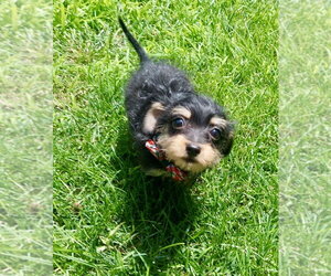 Chi-Poo (Toy) Dogs for adoption in Omaha, NE, USA