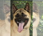 Small #1 Akita Mix