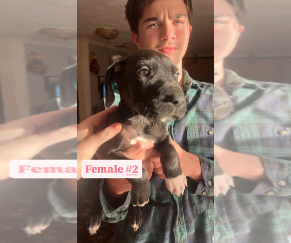 Medium Photo #1 Great Dane Puppy For Sale in GLADYS, VA, USA
