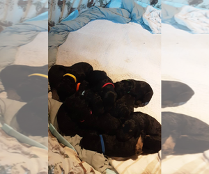 Poodle (Standard) Puppy for sale in VIRGINIA BEACH, VA, USA