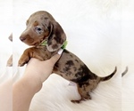 Small #5 Dachshund