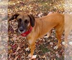 Small #3 Black Mouth Cur Mix