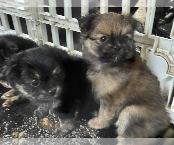 Medium Photo #7 Yoranian Puppy For Sale in MORROW, OH, USA