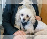 Small Photo #3 Poodle (Miniature)-Unknown Mix Puppy For Sale in Mundelein, IL, USA