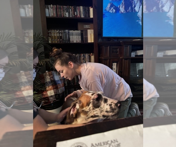 Medium Photo #6 Great Dane Puppy For Sale in ALIQUIPPA, PA, USA