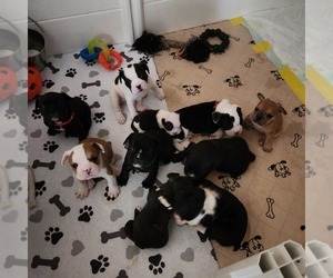 English Bulldog-French Bulldog Mix Puppy for sale in MESA, AZ, USA