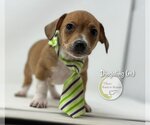 Small Photo #1 Chiweenie Puppy For Sale in Benton, LA, USA