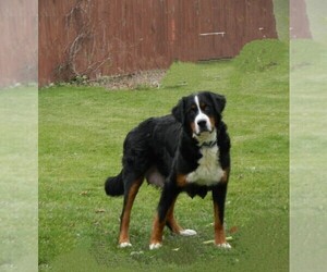 Mother of the Bernese Mountain Dog puppies born on 10/27/2023