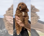 Puppy Puppy 2 Goldendoodle-Poodle (Miniature) Mix