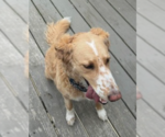 Small #1 Mutt