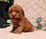 Small Photo #29 Cockapoo Puppy For Sale in GOSHEN, IN, USA