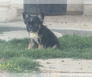 French Bulldog Puppy for sale in MORENO VALLEY, CA, USA