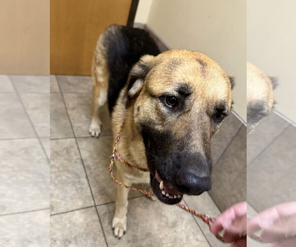 Medium Photo #4 Great Pyrenees-Unknown Mix Puppy For Sale in Columbus, IN, USA