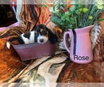 Small Photo #4 Basset Hound Puppy For Sale in PARKER, AZ, USA
