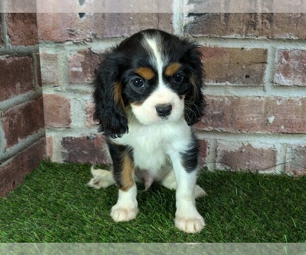 Medium Photo #13 Cavalier King Charles Spaniel Puppy For Sale in MOBERLY, MO, USA