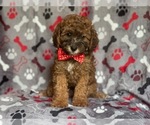 Small Photo #13 Poodle (Miniature) Puppy For Sale in LAKELAND, FL, USA