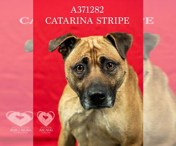 Medium Photo #2 Black Mouth Cur Puppy For Sale in Stockton, CA, USA