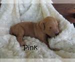 Small Photo #2 Goldendoodle Puppy For Sale in PERRYSVILLE, OH, USA