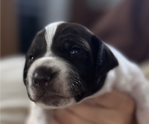 German Shorthaired Pointer Puppy for sale in WESTPORT, MA, USA